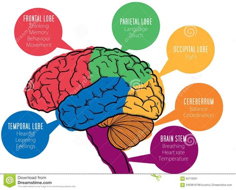 stock image human brains functions image  brain lobes