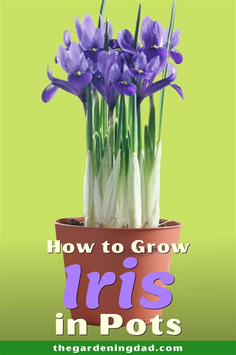 grow iris  beginners growing irises iris flowers garden