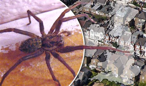 warning millions of super quick giant house spiders on