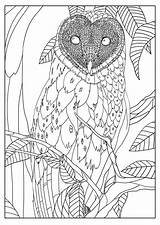 Coloring Owl Barn Adult Pages Owls Mizu Adults Animal Animals Realistic Printable Exclusive Drawing Getdrawings Print Barns Book Sheets Getcolorings sketch template