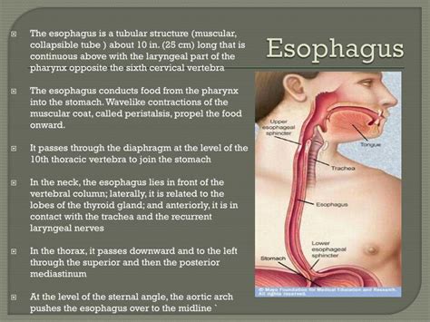stomach  esophagus powerpoint  id