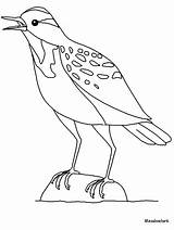 Meadowlark Coloring Drawing Pages Western Animals Sketch Bird Advertisement Popular Coloringpagebook sketch template