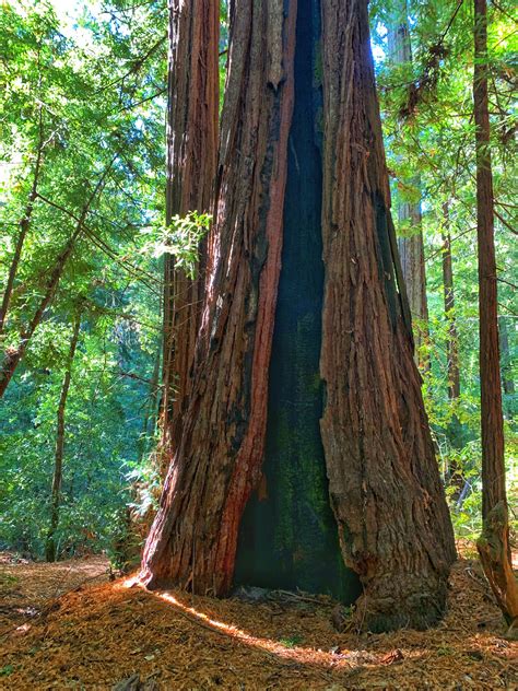 california redwoods redwood california photographer