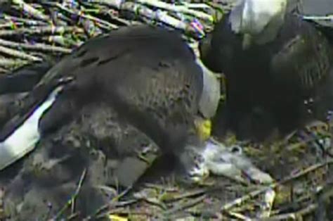 watch bald eagle caught feeding house cat to offspring on live webcam daily star