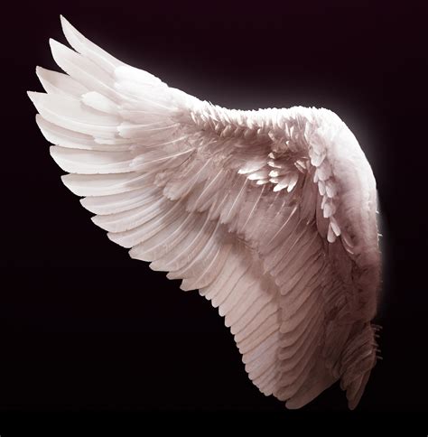 photo angel wing angel feathers white   jooinn