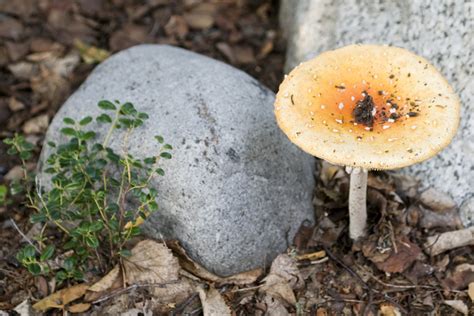Soldotna Ak Golden Mushroom Photo Picture Image Alaska At City