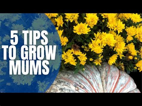 tips  grow mums   grow mums easy  grow flowers youtube