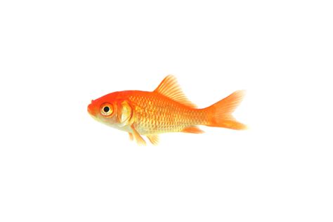 goldfish theory files  thought