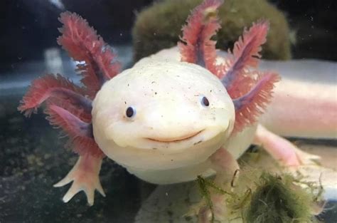 blue randal voss jeramiah smith discuss axolotl salamanders   keys  human