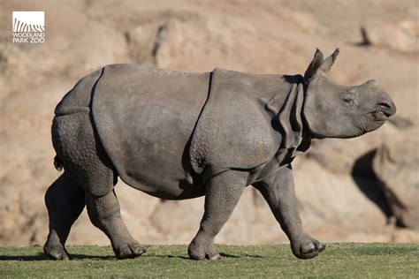 rhino arrives safely   zoowelcome taj assam rhino reserve
