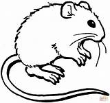 Maus Malvorlagen Kolorowanki Mouse Suess Tiere Malvorlage Ratinho Kolorowanka Druku Kategorien Dieses Herunterladen sketch template