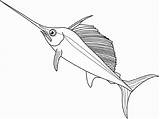 Swordfish Coloring Sailfish Fish Drawings 540px 75kb sketch template