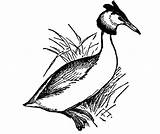 Grebe Crested Great Clipart Clipground Etc Original sketch template