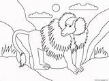 Coloring Animal Simple Baboon Pages Printable sketch template