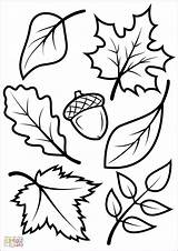 Fall Coloring Leaves Pages Kids Leaf Printable Sheets Vorlagen Template Adults Herbst Fensterbilder Autumn Choose Board Supercoloring Acorn Halloween Elegant sketch template