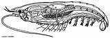 Crayfish Internal Anatomy Biology Dissection Label Science Structures Step Organs Students Biologycorner Many Worksheets Choose Board sketch template