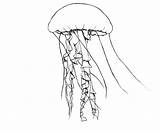 Jellyfish Coloring Pages Spongebob Getcolorings Getdrawings sketch template