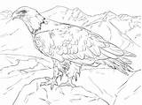 Ausmalbilder Alaska Supercoloring Aguila Calva Ausmalen Malvorlagen Weißkopfseeadler Vogel Dibujar águila Colouring Erwachsene Tiere Falke Fliegen sketch template