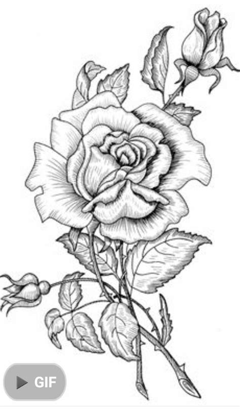pin  gina wheatley  roses roses drawing coloring pages