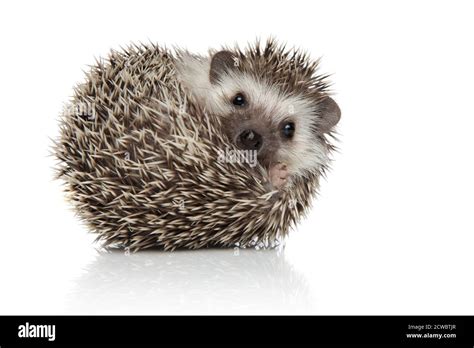 spiky animals high resolution stock photography  images alamy
