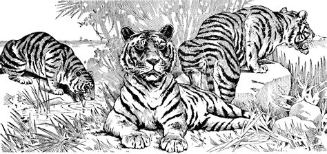 printable tiger coloring page coloring home