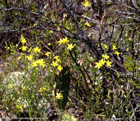 Texas Native Plants Database