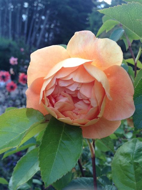 photo   bloom  rose rosa pat austin posted  cantillon