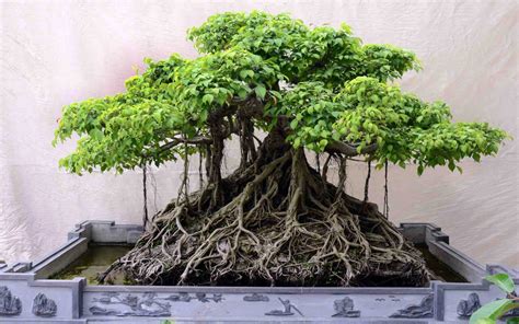 banyan bonsai care  popular hobby plan