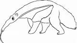 Anteater Ants sketch template