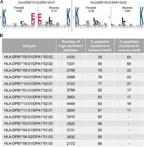 human  cells recognize hla dpbound peptides   orientations pnas