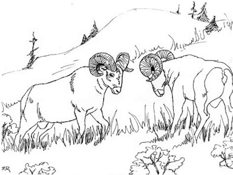 kids coloring pages animals color pictures kids  world blog