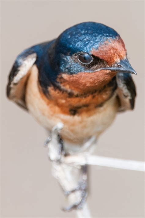 examples  birds  eyelid  nictitating membrane todd