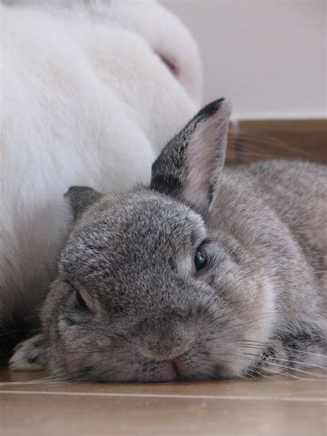 70 best images about let sleeping bunnies lie on pinterest