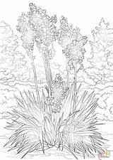 Coloring Mexico Flower State Yucca Pages Printable Drawing Supercoloring sketch template