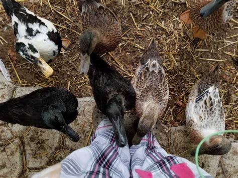 15 tips for raising waterfowl a farm girl in the making