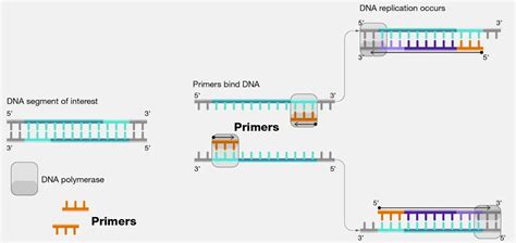 designing pcr primers 6 useful tips microbe online