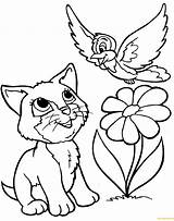Cat Pages Playing Bird Coloring Color sketch template