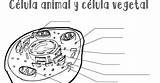 Celula Para Colorear Animal Template sketch template
