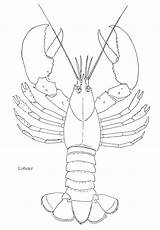 Lobster Crab sketch template