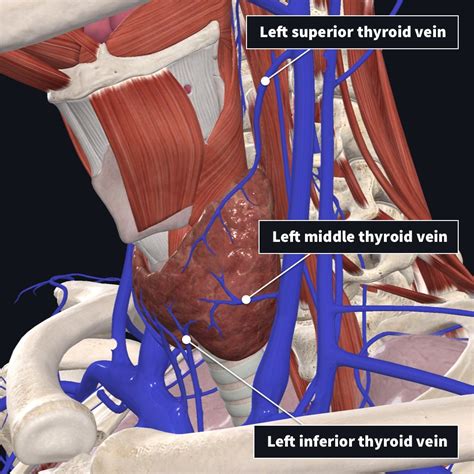 anatomy   thyroid complete anatomy