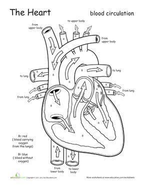 heart worksheet teaching biology life science heart anatomy