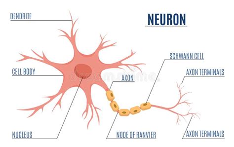 neuron diagram flat infographics stock vector illustration  body human