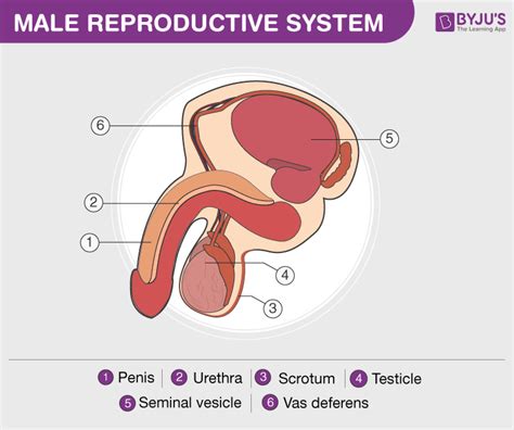 male reproductive system organs and its function human anatomy