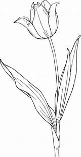 Tulip Outline Small Medium Large Transparent Pluspng sketch template