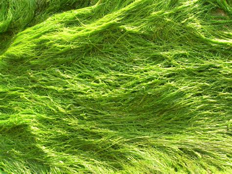 iron  seaweed  amazing source  protein