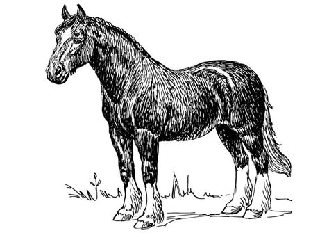 pin  jeri hobbs  bricocouture horses  drawing drawings
