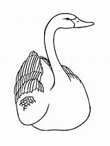 Cisne Angsa Mewarnai Schwan Ausmalbilder Tk Paud Drawings Schwäne sketch template