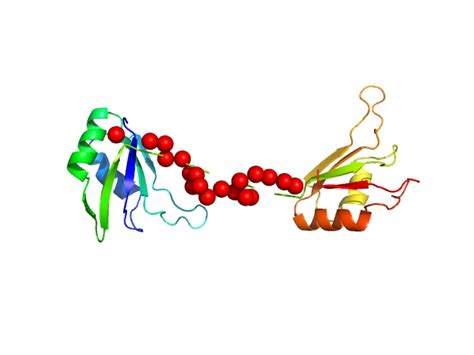 Sasddy4 – Protein Sex Lethal Mutant With 10gs Linker