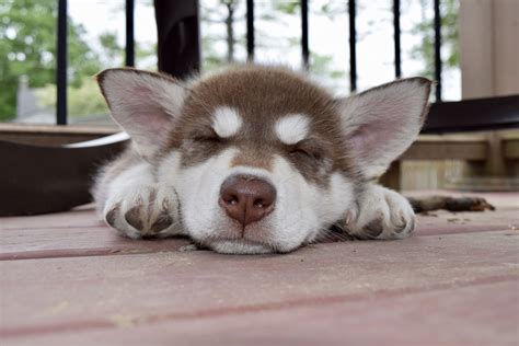 red siberian husky puppy siberianhusky cute dogs cute funny dogs cute puppies
