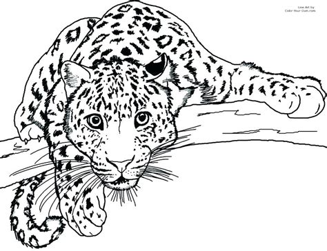 jaguar coloring pages  adults coloring pages